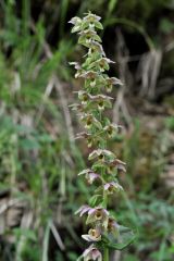 Epipactis helleborine subsp. orbicularis (K. Richt.) E. Klein