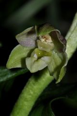 Epipactis helleborine subsp. orbicularis (K. Richt.) E. Klein