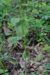 Epipactis helleborine subsp. orbicularis (K. Richt.) E. Klein