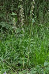 Epipactis helleborine subsp. orbicularis (K. Richt.) E. Klein