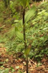 Epipactis helleborine subsp. orbicularis (K. Richt.) E. Klein