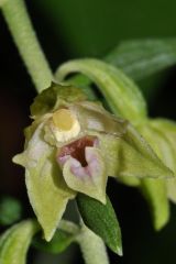 Epipactis leptochila (Godfery) Godfery