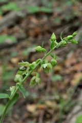 Epipactis leptochila (Godfery) Godfery