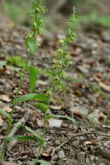 Epipactis leptochila (Godfery) Godfery