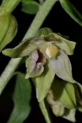 Epipactis leptochila (Godfery) Godfery