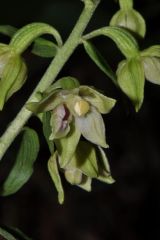 Epipactis leptochila (Godfery) Godfery