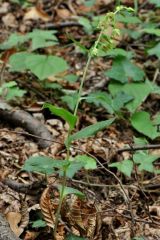 Epipactis leptochila (Godfery) Godfery