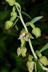 Epipactis leptochila (Godfery) Godfery