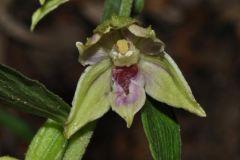 Epipactis leptochila (Godfery) Godfery