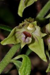 Epipactis leptochila (Godfery) Godfery