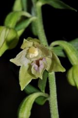 Epipactis leptochila (Godfery) Godfery