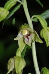 Epipactis leptochila (Godfery) Godfery