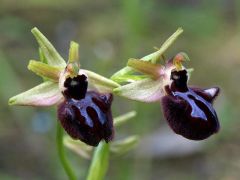 Ophrys incubacea subsp. incubacea Bianca