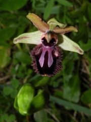 Ophrys incubacea subsp. incubacea Bianca