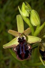 Ophrys incubacea subsp. incubacea Bianca