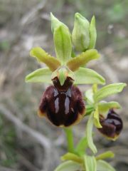 Ophrys sphegodes subsp. sphegodes Miller