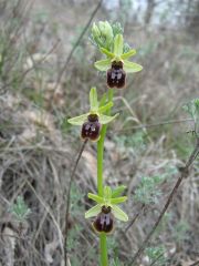 Ophrys sphegodes subsp. sphegodes Miller