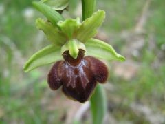 Ophrys sphegodes subsp. sphegodes Miller