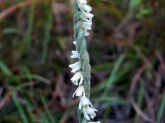 Spiranthes spiralis (L.) Chevall.