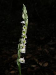 Spiranthes spiralis (L.) Chevall.