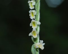 Spiranthes spiralis (L.) Chevall.