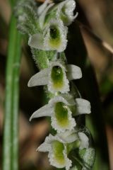 Spiranthes spiralis (L.) Chevall.