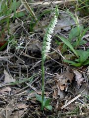 Spiranthes spiralis (L.) Chevall.