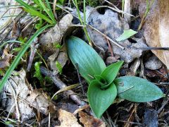 Spiranthes spiralis (L.) Chevall.