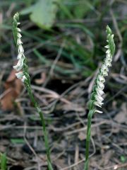 Spiranthes spiralis (L.) Chevall.