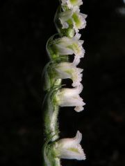 Spiranthes spiralis (L.) Chevall.