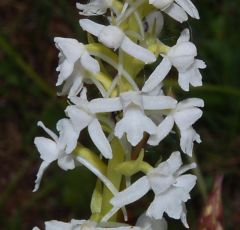 Gymnadenia conopsea (L.) R. Br.