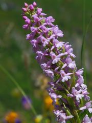 Gymnadenia conopsea (L.) R. Br.