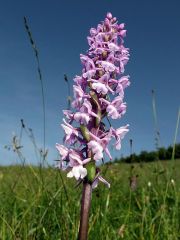 Gymnadenia conopsea (L.) R. Br.