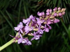 Gymnadenia conopsea (L.) R. Br.