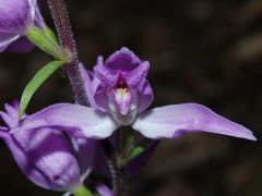 Cephalanthera rubra (L.) Rich.