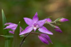 Cephalanthera rubra (L.) Rich.