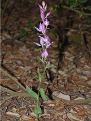 Cephalanthera rubra (L.) Rich.