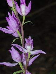 Cephalanthera rubra (L.) Rich.