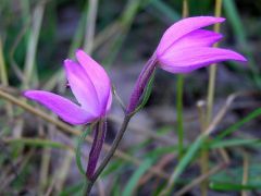 Cephalanthera rubra (L.) Rich.