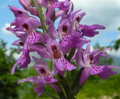 Dactylorhiza maculata (L.) Soò subsp. fuchsii (Druce) Hyl.