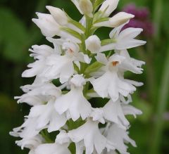 Dactylorhiza maculata (L.) Soò subsp. fuchsii (Druce) Hyl.