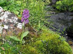 Dactylorhiza majalis (Rchb.) P.F. Hunt & Summerth.