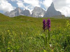 Dactylorhiza majalis (Rchb.) P.F. Hunt & Summerth.