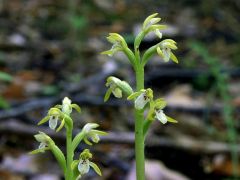 Corallorhiza trifida Châtel