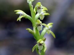 Corallorhiza trifida Châtel