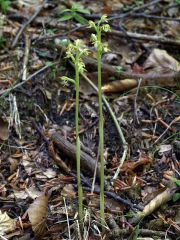 Corallorhiza trifida Châtel