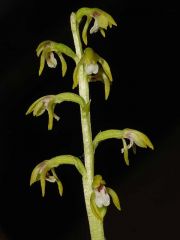 Corallorhiza trifida Châtel