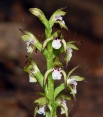 Corallorhiza trifida Châtel