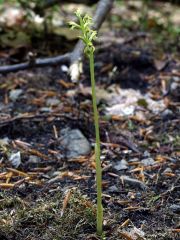 Corallorhiza trifida Châtel