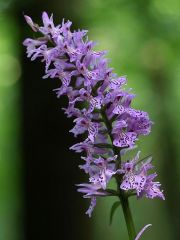 Dactylorhiza maculata (L.) Soò subsp. fuchsii (Druce) Hyl.